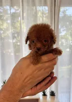 Micro Poodle , a female Poodle - Toy  for sale in Orlando, FL – Photo 3 of 5