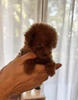 Micro Poodle , a female Poodle - Toy  for sale in Orlando, FL – Photo 2 of 5