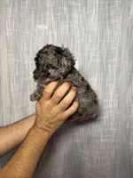 Toy Poodle, a male Poodle - Toy  for sale in Orlando, FL – 4 of 7