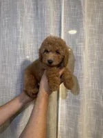 Cockapoo, a male Cockapoo for sale in Orlando, FL – 5 of 5