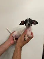 Chihuahua , a female Chihuahua for sale in Orlando, FL – 5 of 6
