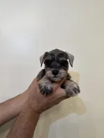 Miniature Schnauzer , a female Miniature Schnauzer for sale in Orlando, FL – 4 of 6