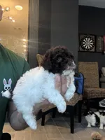 Toy Poodle , a male Poodle - Toy  for sale in Orlando, FL – 5 of 6