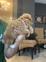 Maltipoo , a female Maltipoo for sale in Orlando, FL – 2 of 10