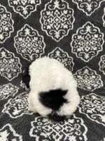 Toy Poodle, a female Poodle - Toy  for sale in Orlando, FL – 6 of 8