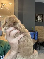 Maltipoo, a male Maltipoo for sale in Orlando, FL – 4 of 9