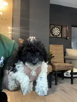 Taco , a male Poodle - Toy  for sale in Orlando, FL – 10 of 10