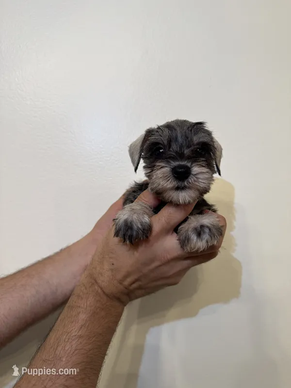 Miniature Schnauzer  – Miniature Schnauzer puppy for sale in Orlando, FL