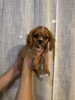 Cavalier , a male Cavalier King Charles Spaniel for sale in Orlando, FL – 5 of 7