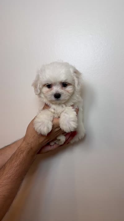 Maltese, a male Maltese for sale in Orlando, FL – 5 of 5
