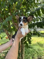 Corgi 2 , a female Pembroke Welsh Corgi for sale in Orlando, FL – 2 of 7