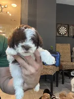 Toy Poodle , a male Poodle - Toy  for sale in Orlando, FL – 3 of 6