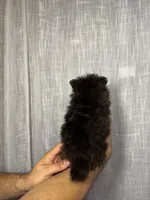 Pomeranian , a male Pomeranian for sale in Orlando, FL – 2 of 7