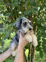 Schnauzer 5 , a female Miniature Schnauzer for sale in Orlando, FL – 2 of 8