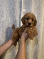Cockapoo, a male Cockapoo for sale in Orlando, FL – 4 of 6