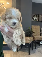 Meltipoo, a male Maltipoo for sale in Orlando, FL – 8 of 8