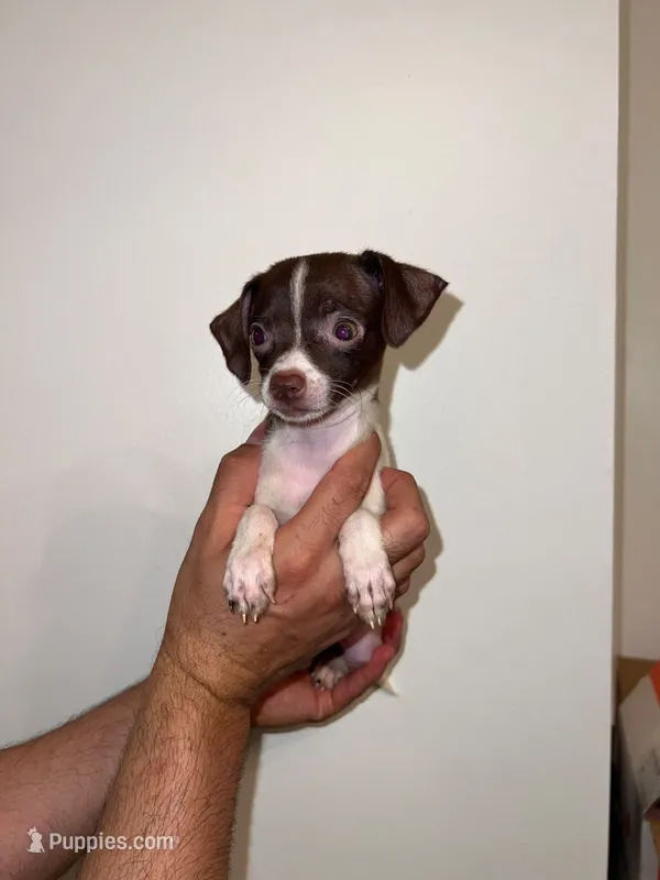 Chihuahua  – Chihuahua puppy for sale in Orlando, FL