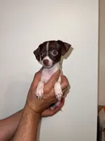 Chihuahua , a male Chihuahua for sale in Orlando, FL – 1 of 6