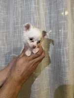 Chihuahua , a female Chihuahua for sale in Orlando, FL – 1 of 4