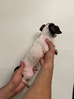Chihuahua , a female Chihuahua for sale in Orlando, FL – 4 of 6