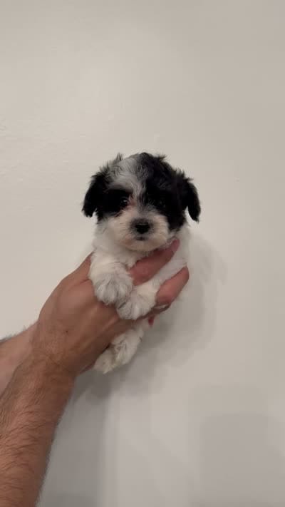 Maltipoo 1, a female Maltipoo for sale in Orlando, FL – 7 of 7
