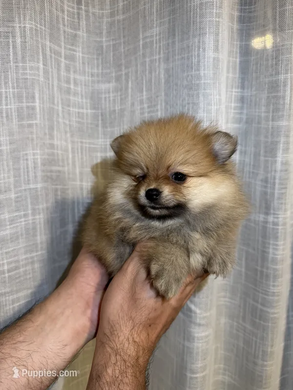 Teacup  – Pomeranian puppy for sale in Orlando, FL