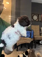 Toy Poodle , a male Poodle - Toy  for sale in Orlando, FL – 3 of 6