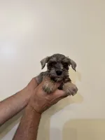Miniature Schnauzer , a female Miniature Schnauzer for sale in Orlando, FL – 4 of 6
