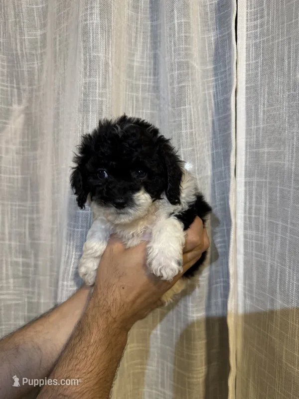 Toy Poodle  – Poodle - Toy  puppy for sale in Orlando, FL