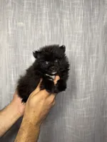 Pomeranian , a male Pomeranian for sale in Orlando, FL – 3 of 6