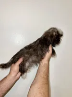 Shorkie , a male Shorkie for sale in Orlando, FL – 3 of 7