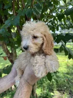 Poodle 4 , a male Poodle - Miniature  for sale in Orlando, FL – 3 of 5