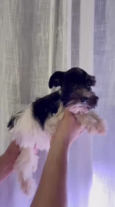 Miniature Schnauzer , a female Miniature Schnauzer for sale in Orlando, FL – 4 of 5