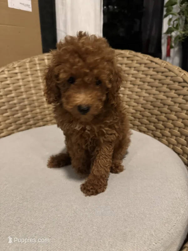 Red toy poodle , a male Poodle - Toy  for sale in Orlando, FL – 1 of 7