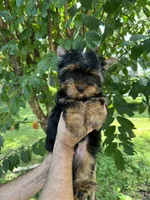Yorkshire , a male Yorkshire Terrier for sale in Orlando, FL – 2 of 6