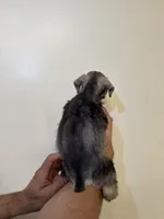 Miniature Schnauzer , a female Miniature Schnauzer for sale in Orlando, FL – 6 of 8