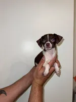 Chihuahua , a male Chihuahua for sale in Orlando, FL – 4 of 6