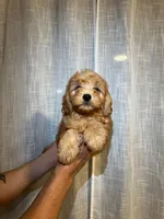Cavapoo, a male Cavapoo for sale in Orlando, FL – 2 of 4