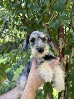 Schnauzer 5 , a female Miniature Schnauzer for sale in Orlando, FL – 4 of 8