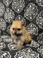 Teacup , a female Pomeranian for sale in Orlando, FL – 5 of 8