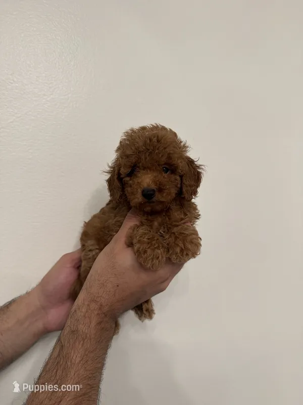 Toy Poodle red 2 – Poodle - Toy  puppy for sale in Orlando, FL