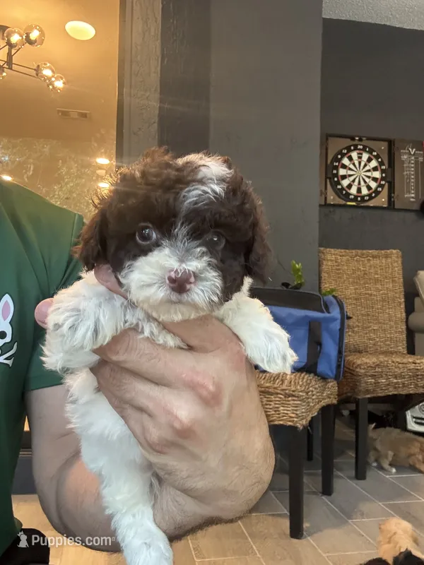 Toy Poodle  – Poodle - Toy  puppy for sale in Orlando, FL