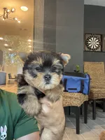 Yorkshire , a female Yorkshire Terrier for sale in Orlando, FL – 5 of 7