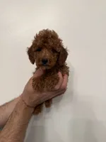 Red toy poodle 1, a female Poodle - Toy  for sale in Orlando, FL – 5 of 7
