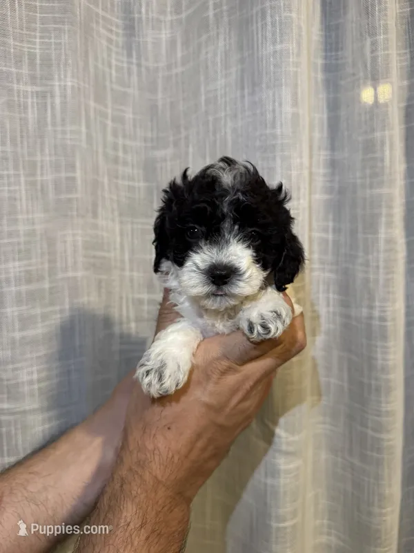 Toy Poodle  – Poodle - Toy  puppy for sale in Orlando, FL