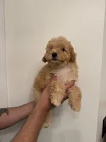 Cavapoo, a female Cavapoo for sale in Orlando, FL – 2 of 6