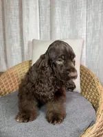 América Cocker Spaniel (Rudy), a female Cocker Spaniel for sale in Orlando, FL – 8 of 10