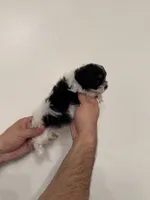 Maltipoo 4 teacup , a male Maltipoo for sale in Orlando, FL – 6 of 8