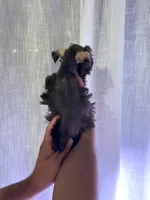 Toy Schnauzer , a male Miniature Schnauzer for sale in Orlando, FL – 3 of 4