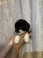 Toy Poodle , a male Poodle - Toy  for sale in Orlando, FL – 4 of 6